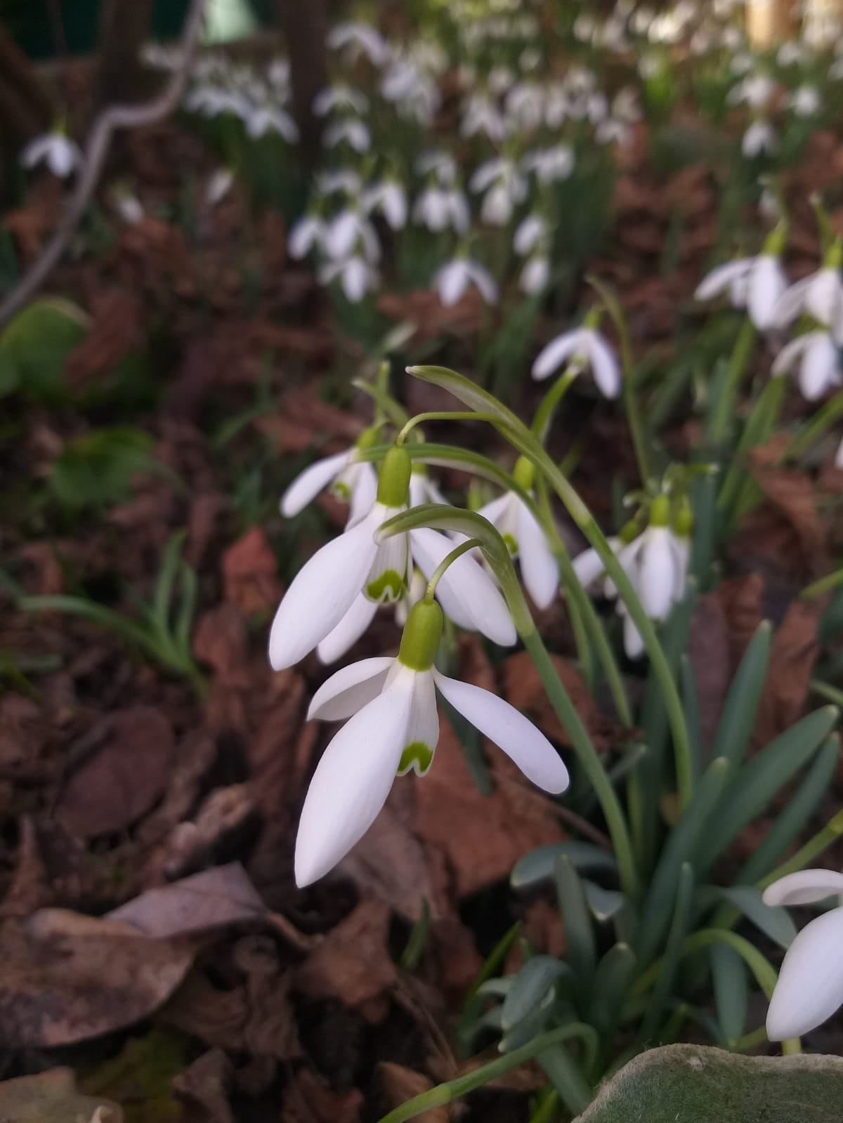 Schneeglöckchen