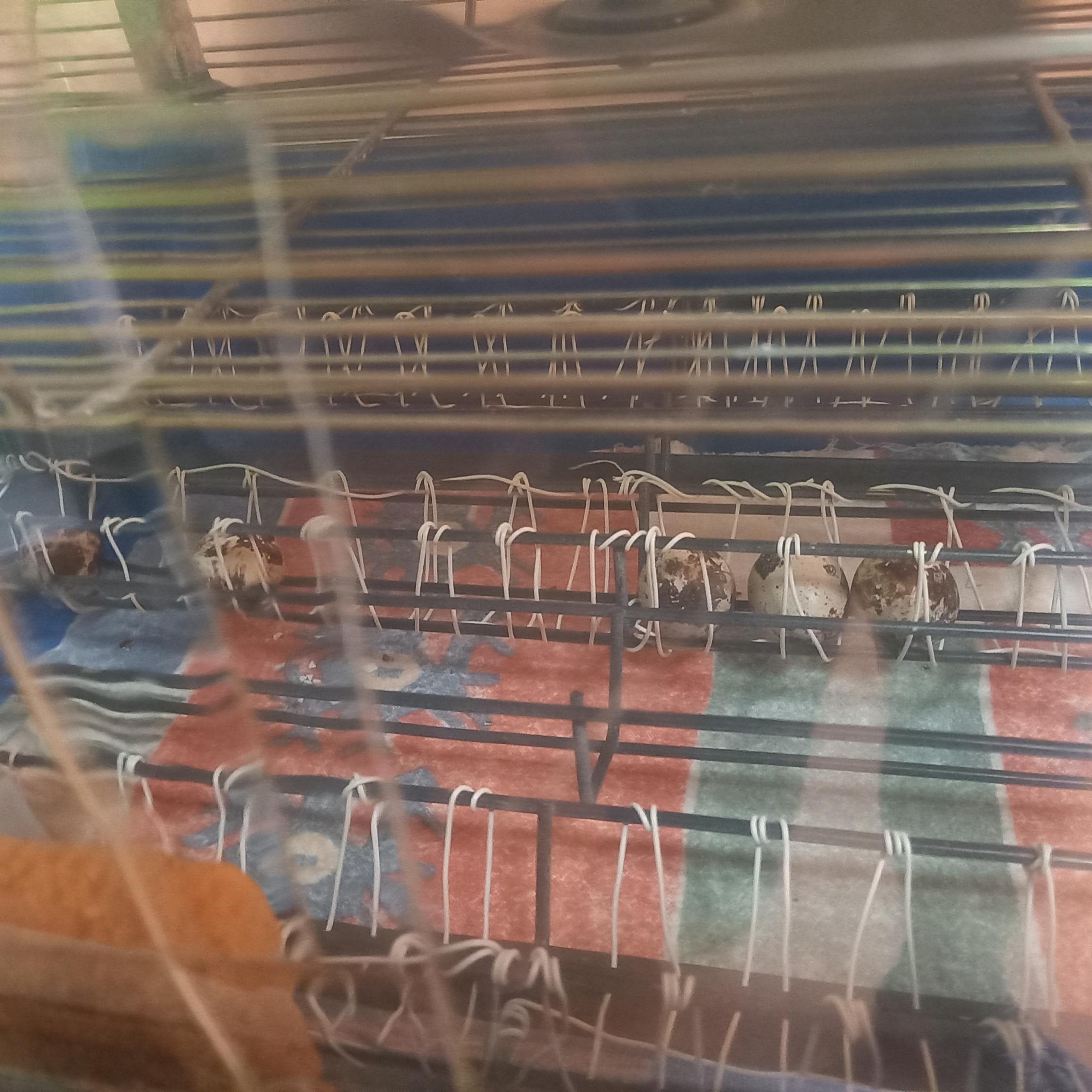 Brutmaschine