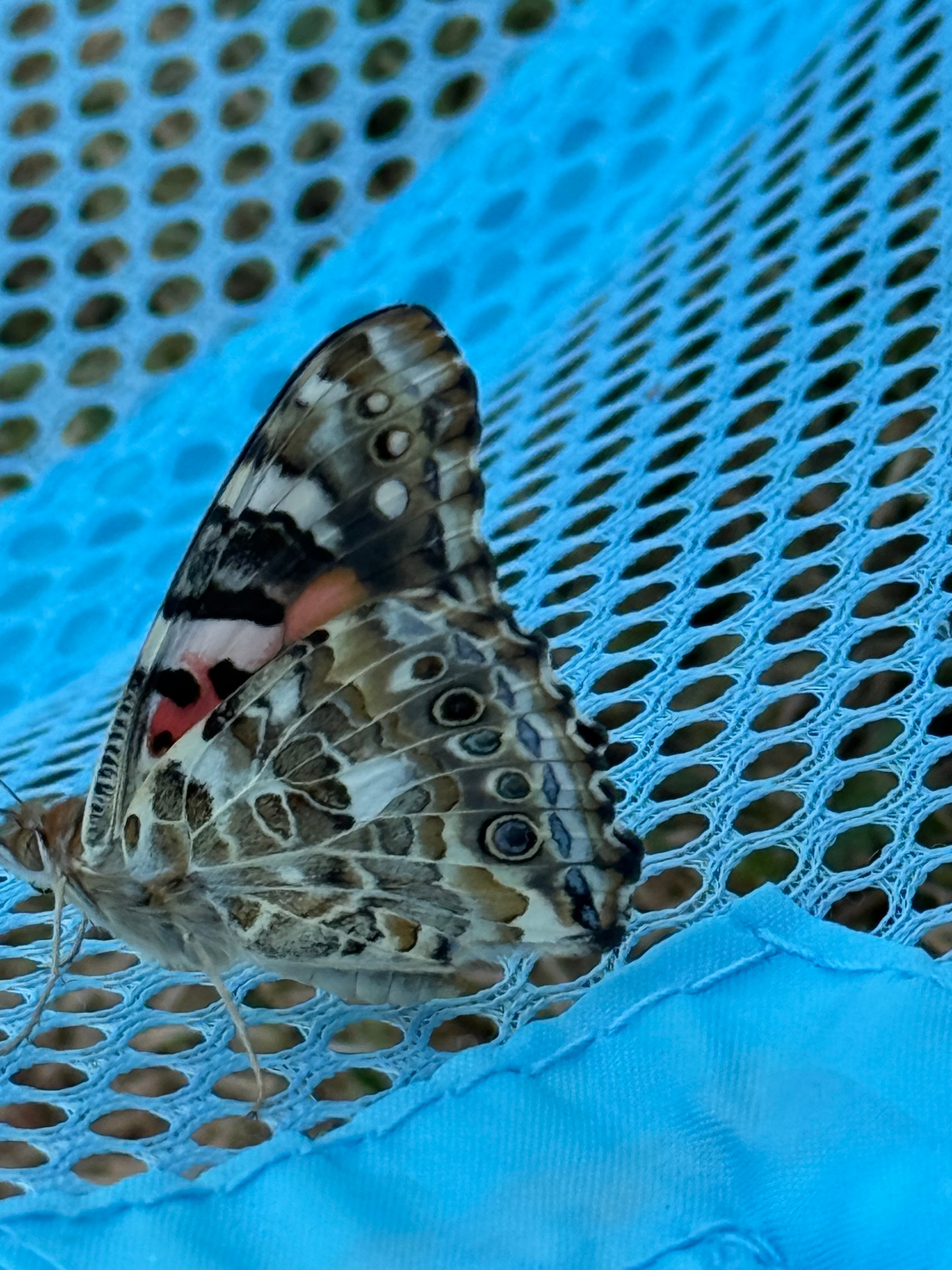 Projekt 'Schmetterling'