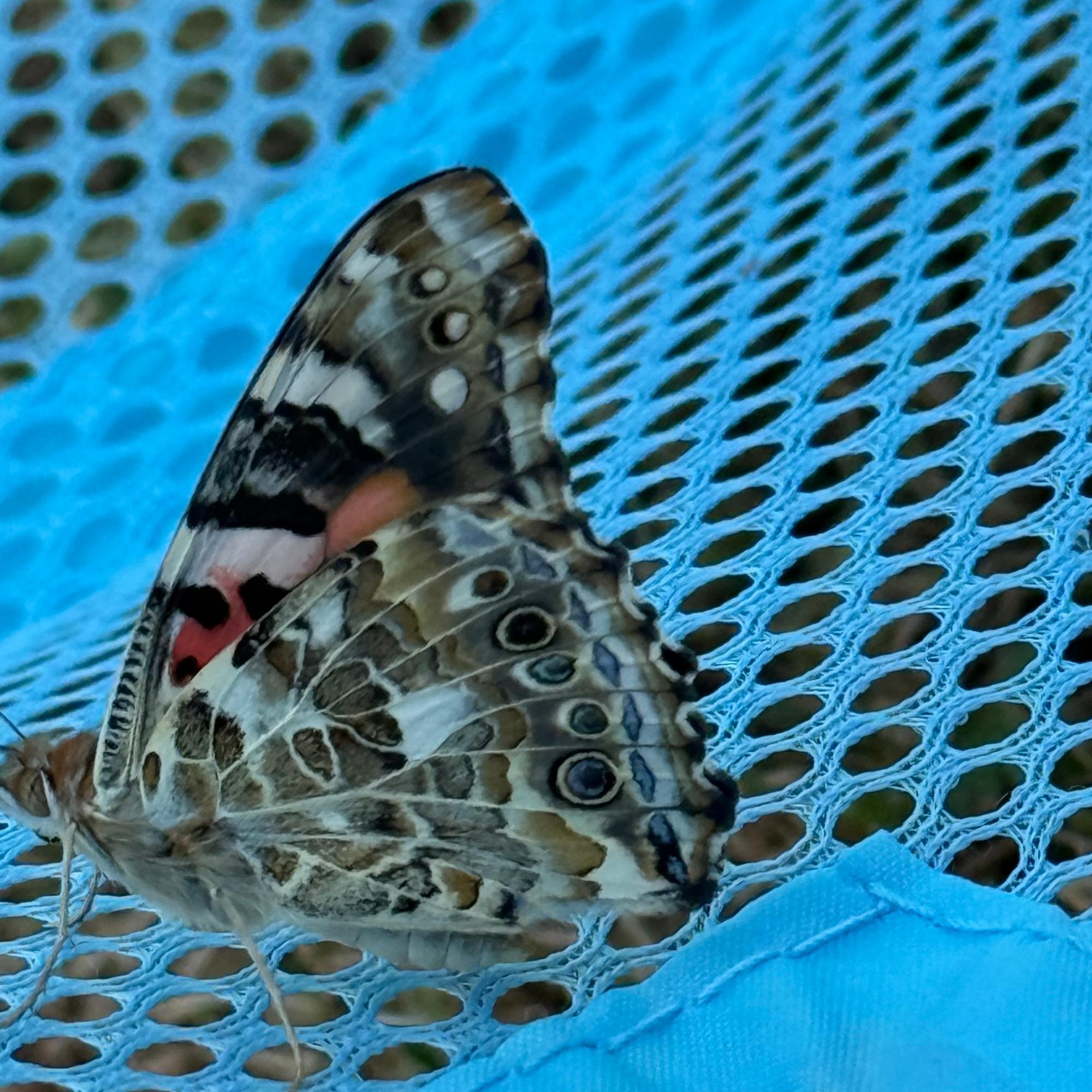 Projekt 'Schmetterling'